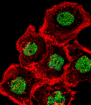 HOMEZ Antibody (N-term)