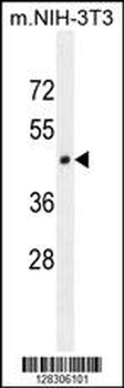 HOMEZ Antibody (N-term)