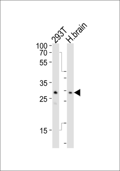 RNT2 Antibody (N-term)