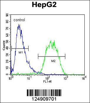 BUD13 Antibody (C-term)