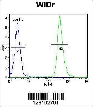 ZC4H2 Antibody (C-term)