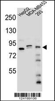 KIAA1310 Antibody (Center)