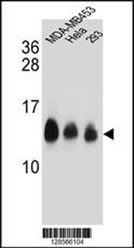 NDUFC2 Antibody (C-term)