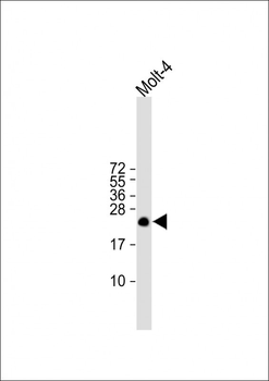 ORMDL3 Antibody (Center)