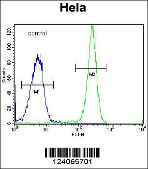 HYAL2 Antibody (C-term)