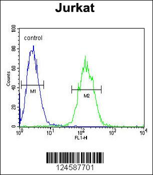 ETS1 Antibody (N-term)