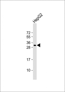 CES4 Antibody (N-term)
