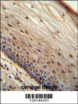 WIBG Antibody (N-term)