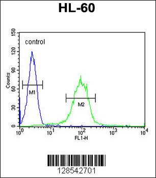 CHST2 Antibody (Center)