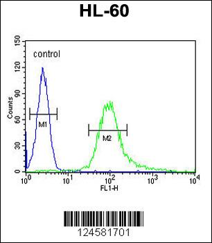 B3GNT4 Antibody (Center)