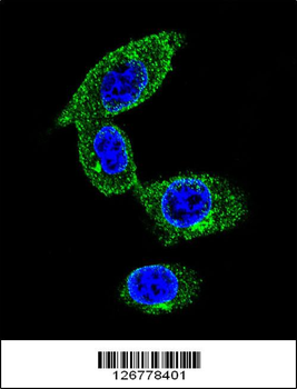 SORBS1 Antibody (Center)