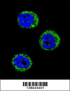 HP Antibody (Center)