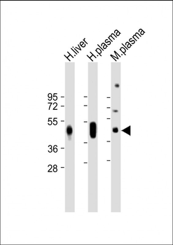 HP Antibody (Center)