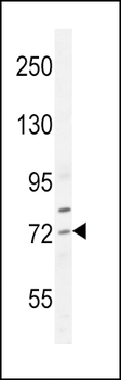 SREBF2 Antibody (Center)