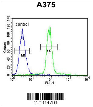 ACF Antibody (C-term)