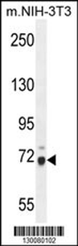 WDR76 Antibody (C-term)