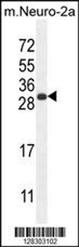 BHLHA15 Antibody (C-term)