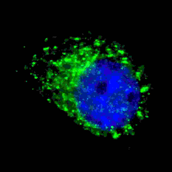 APG8a/b(MAP1LC3A/B) Antibody