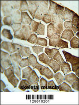 APG8a/b(MAP1LC3A/B) Antibody