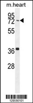 CCDC38 Antibody (Center)