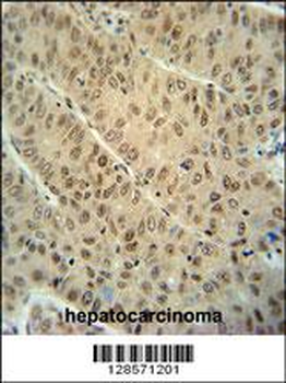 WDR32 Antibody (N-term)