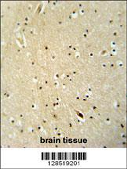 NGRN Antibody (C-term)
