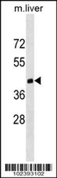 Mouse Dnmt3L Antibody