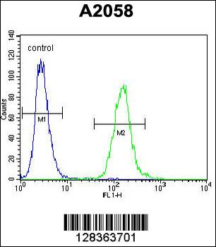 WDR21C Antibody (N-term)