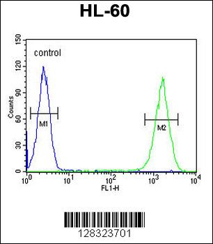 ZNF30 Antibody (N-term)