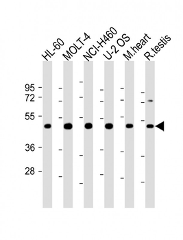 LRRC34 Antibody (Center)