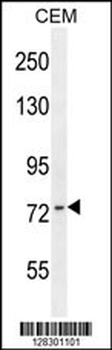 ZNF493 Antibody (C-term)