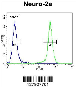 JOSD2 Antibody (N-term)