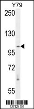 RASAL3 Antibody (C-term)