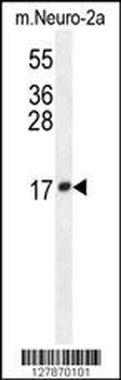 LCN10 Antibody (Center)