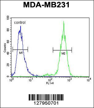 TTC16 Antibody (N-term)