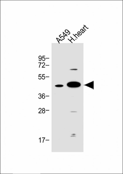 FSTL1 Antibody (C-term)