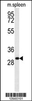 RTP1 Antibody (C-term)