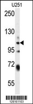 WWC3 Antibody (C-term)