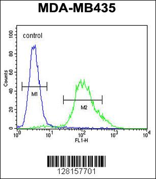 ZNF98 Antibody (C-term)