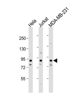 MYSM1 Antibody (N-term)