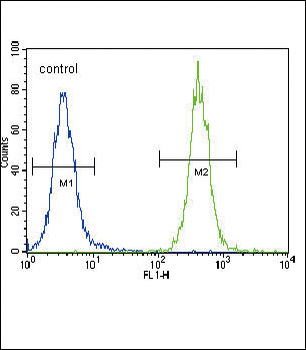 CC85C Antibody (N-term)