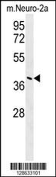 CASC4 Antibody (C-term)