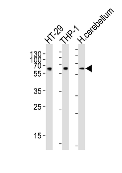 CF150 Antibody (Center)
