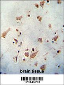 WDR48 Antibody (C-term)