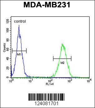 ST7 Antibody (Center)