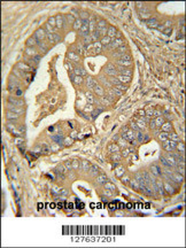 ISCA2 Antibody (Center)