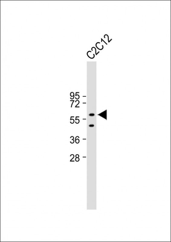 PAX7 Antibody (C-term)