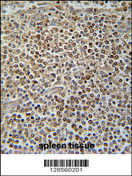 PAX7 Antibody (C-term)