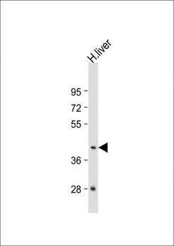 GNA15 Antibody (C-term)