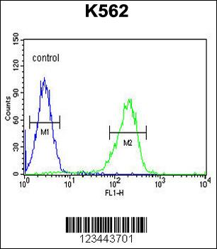 CLIC6 Antibody (Center)